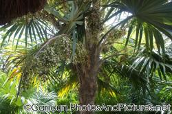 Tropical plants with grape-like fruits at Ocean Coral & Turquesa.jpg