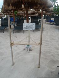 Turtle nest at Gran Bahia Principe Sian Kaan private beach.jpg