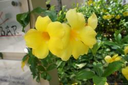 Close up of yellow flower at Tao Sushi bar Grand Bahia Principe Sian Kaan.jpg