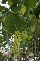 Fruits of funky tree at Grand Bahia Principe Sian Kaan Private Beach.jpg