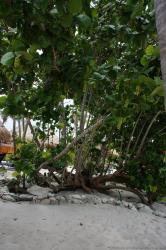 Funky tree at Grand Bahia Principe Sian Kaan Private Beach.jpg