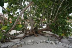 Funky tree close up at Grand Bahia Principe Sian Kaan Private Beach.jpg