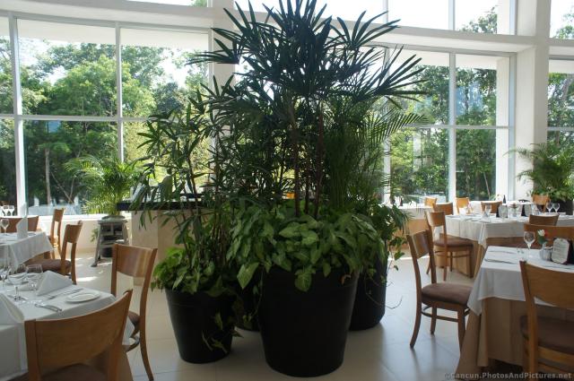 Large planters and plants inside Gran Bahia Principe Sian Kaan Yal-Ku Restaurant.jpg