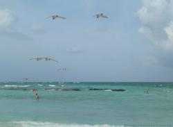 Seagulls in motion above ocean waters of Gran Bahia Principe Sian Kaan private beach.jpg