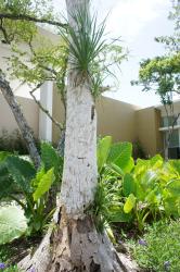 Tree with plants sprouting out of it at Grand Bahia Principe Sian Kaan.jpg