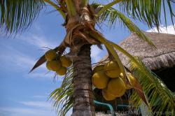 Coconuts on tree at Grand Palladium Kantenah.jpg