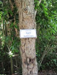 Zapote tree at Grand Palladium Kantenah.jpg