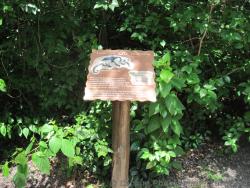 Tamandua Mexicana Local Fauna Grand Palladium Kantenah.jpg