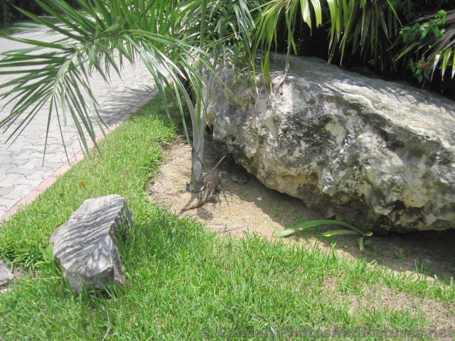 Iguana at Grand Palladium Kantenah.jpg
