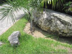 Iguana at Grand Palladium Kantenah.jpg