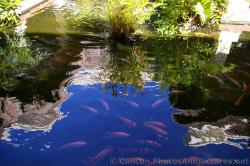Koi fish in one of the ponds at Grand Palladium Kantenah.jpg