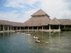 Birds stand on rocks behind Grand Palladium White Sands Lobby.jpg