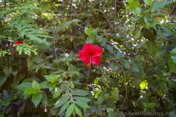 Red Flower at Grand Palladium White Sand.jpg