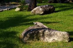 Chubby Iguana lays on rock at Grand Palladium Riviera Maya.jpg