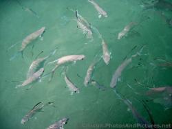 Fish gather around to see if you have food at the beach of Grand Palladium Riviera Maya.jpg