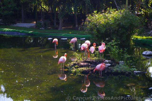 Flamingo Flock at Grand Palladium Riviera Maya.jpg