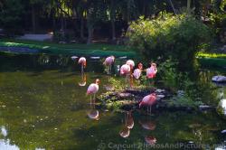 Flamingo Flock at Grand Palladium Riviera Maya.jpg