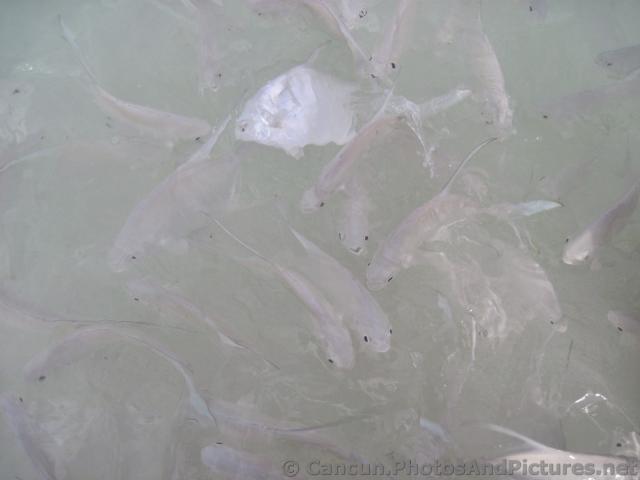 White Fish in the beach waters of Grand Palladium Riviera Maya.jpg