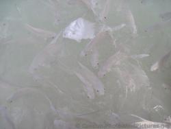 White Fish in the beach waters of Grand Palladium Riviera Maya.jpg