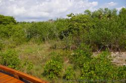 Mangrove trees and grass at Playa Mujeres (2).jpg