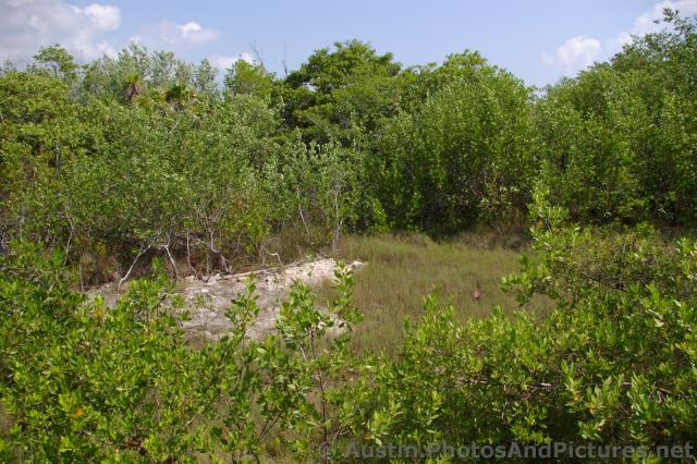 Mangrove trees and grass at Playa Mujeres.jpg