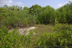 Mangrove trees and grass at Playa Mujeres.jpg