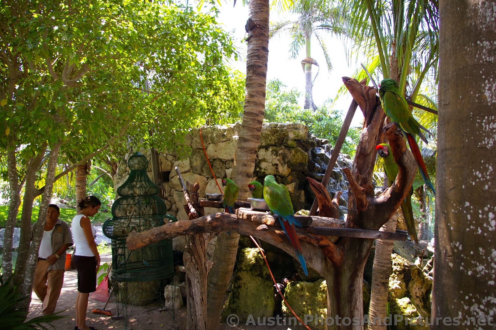 Parrots area at Playa Mujeres.jpg