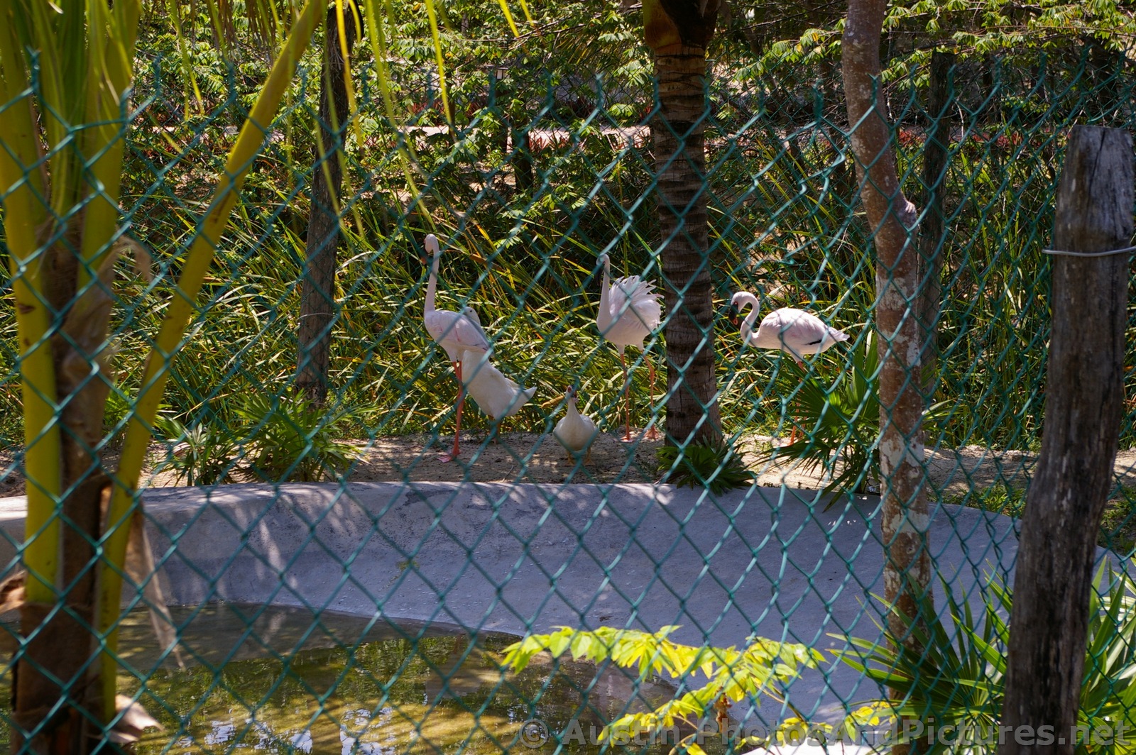 Playa Mujeres flamingos.jpg