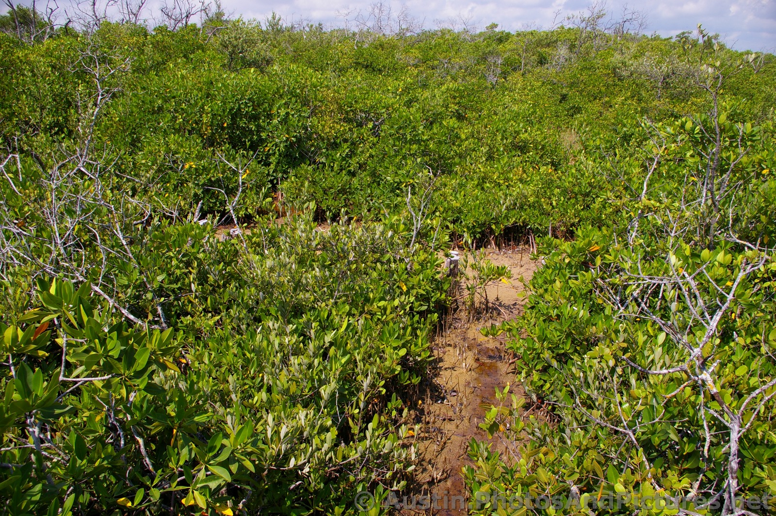 Playa Mujeres mangroves.jpg