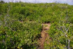 Playa Mujeres mangroves.jpg