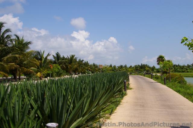 Playa Mujeres street.jpg