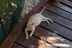 Pregnant cat at Playa Mujeres .jpg