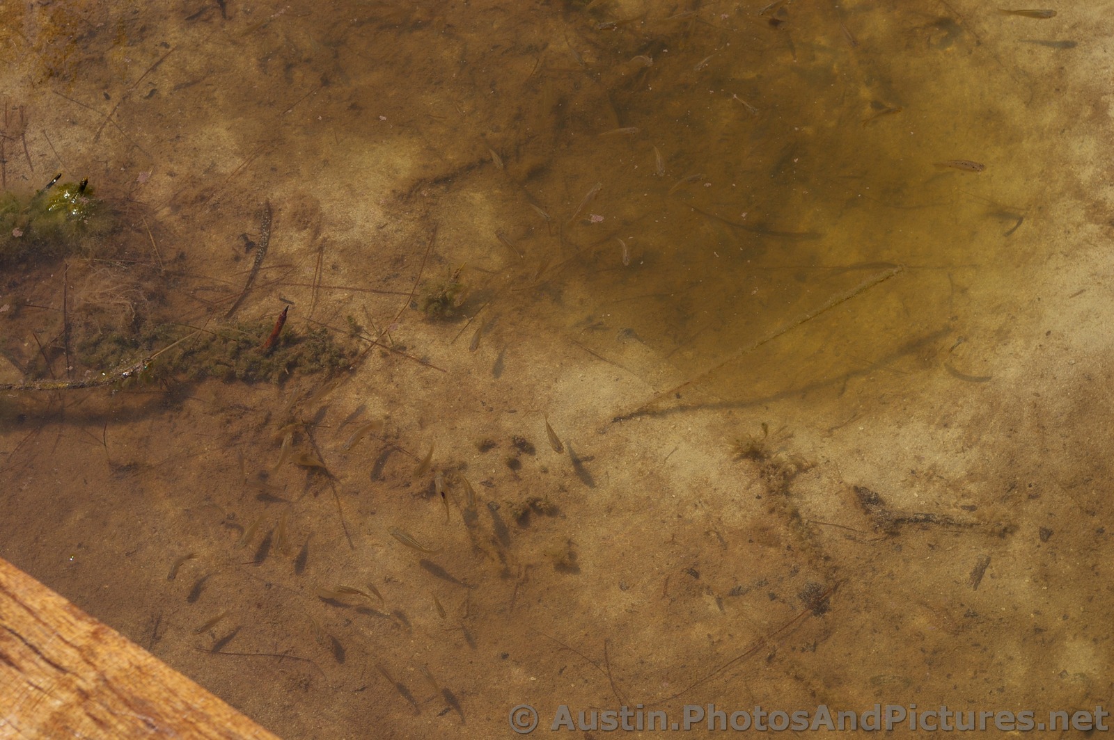 Small Fish in the Playa Mujeres lagoon.jpg