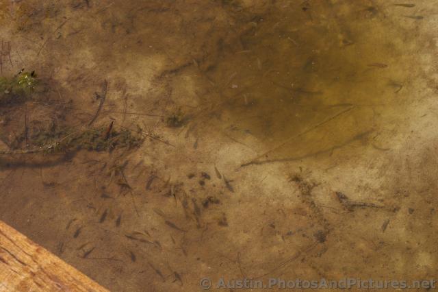 Small Fish in the Playa Mujeres lagoon.jpg
