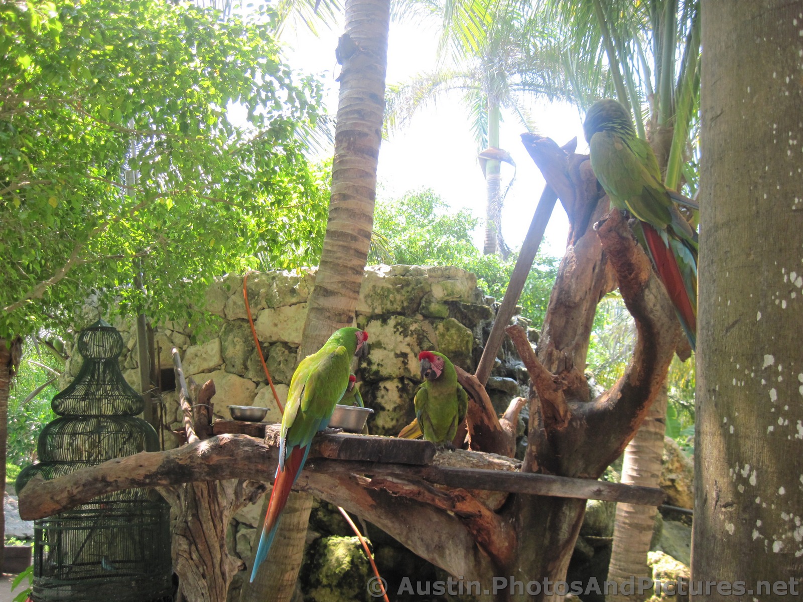 Three parrots on a tree at Playa Mujeres .jpg