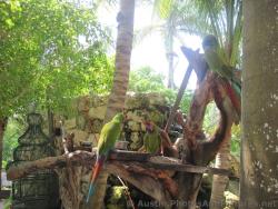 Three parrots on a tree at Playa Mujeres .jpg
