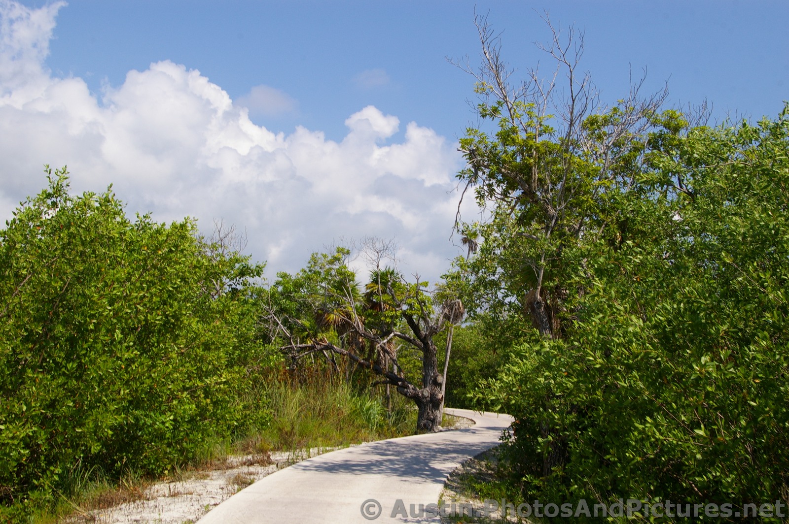 Trees line a golf cart path at Playa Mujeres.jpg