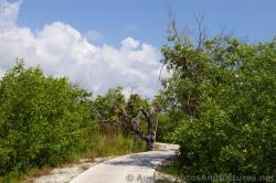 Trees line a golf cart path at Playa Mujeres.jpg
