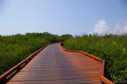 Wooden bridge platform at Playa Mujeres mangroves area.jpg