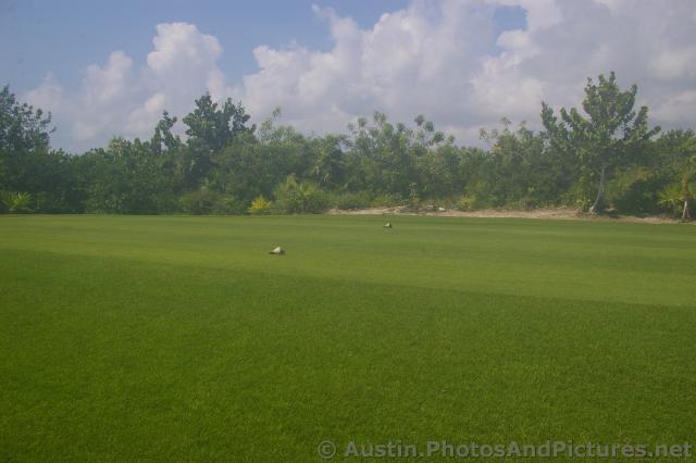 Conch shells on the fairway of Playa Mujeres golf course.jpg
