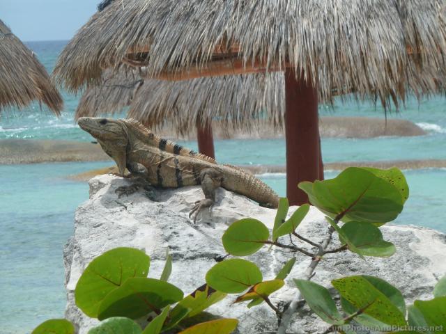 Iguana on a white rock next to beach Gran Bahia Principe Coba.jpg