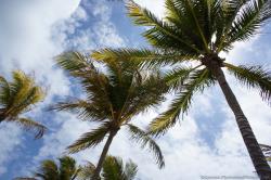 Sunny skies and palm trees at Grand Bahia Principe Tulum beach.jpg