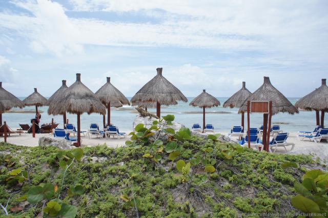 Iguana at Grand Bahia Principe Tulum beach.jpg