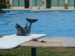 Dolphinaris Show Pictures @ Gran Bahia Principe