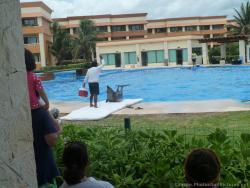Dolphin arches its back on a mat at Dolphinaris at Gran Bahia Principe Resort.jpg
