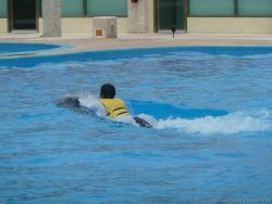 Dolphin carries a trainer at Dolphinaris at Gran Bahia Principe Resort.jpg