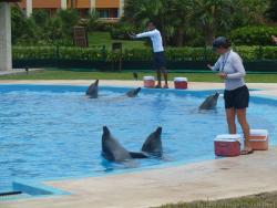 Dolphin trainers give commands to dolphins at Dolphinaris at Gran Bahia Principe Resort.jpg
