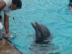Cancun Interactive Aquarium & Sharks/Dolphins Gallery