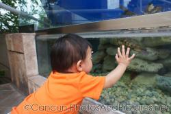 Darwin looks at a turtle at the Cancun Interactive Aquarium.jpg