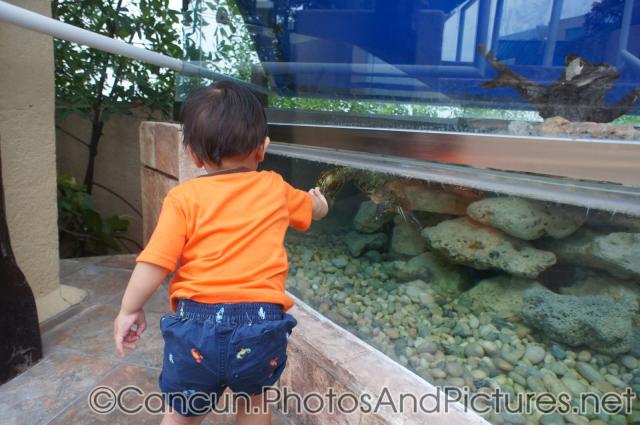 Darwin tries to touch a turtle at Cancun Interactive Aquarium.jpg